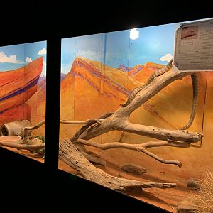 Woma Exhibit (Potoroo Palace)