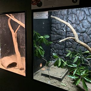Children’s Python Exhibit (Potoroo Palace)