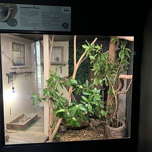 Diamond Python Exhibit (Potoroo Palace)