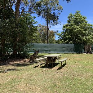Kangaroo Area (Potoroo Palace)