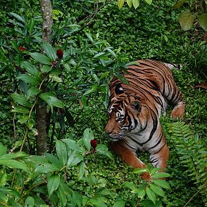 Rainforest Wild Asia: Malayan tiger (Panthera tigris jacksoni/tigris)
