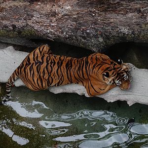 Rainforest Wild Asia: Malayan tiger (Panthera tigris jacksoni/tigris)