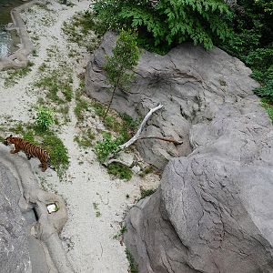 Rainforest Wild Asia: Rock Cascade - Tiger enclosure