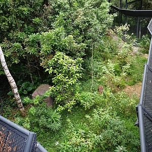 Rainforest Wild Asia: Rock Cascade - Tiger enclosure