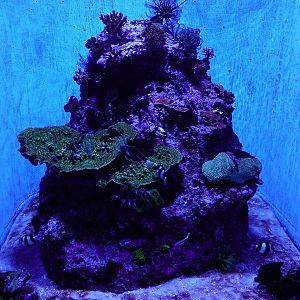 Coral Gardens - Fifth tank