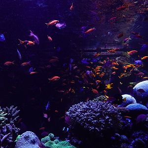 Coral Gardens - Sixth tank