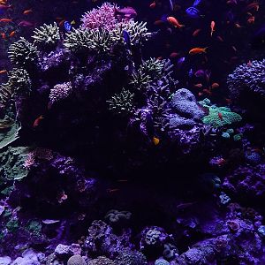 Coral Gardens - Sixth tank