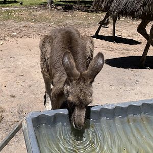 Eastern Grey Kangaroo (Potoroo Palace)