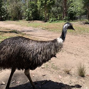 Emu (Potoroo Palace)