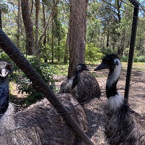 Emu (Potoroo Palace)
