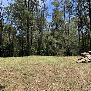 Dingo Exhibit (Potoroo Palace)