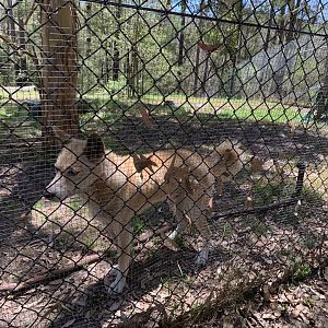 Dingo (Potoroo Palace)