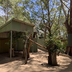Koala Exhibit (Potoroo Palace)