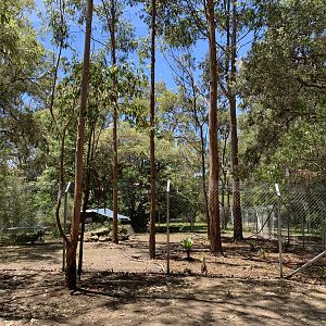 Swamp Wallaby Exhibit (Potoroo Palace)