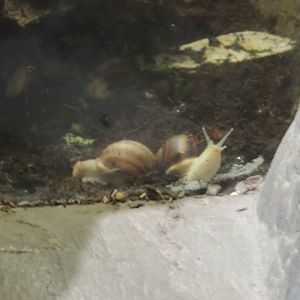 land snail
