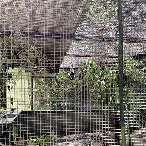 Grey-headed Flying Fox (Potoroo Palace)