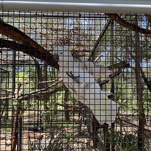 Sulphur-crested Cockatoo (Potoroo Palace)