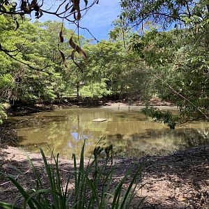 Rainforest Pond (Potoroo Palace)