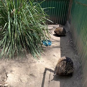 Short-beaked Echidna (Potoroo Palace)