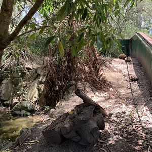 Echidna Exhibit (Potoroo Palace)