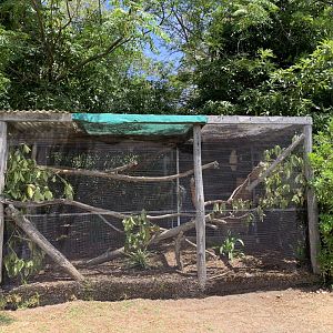 Sulphur-crested Cockatoo Aviary (Potoroo Palace)