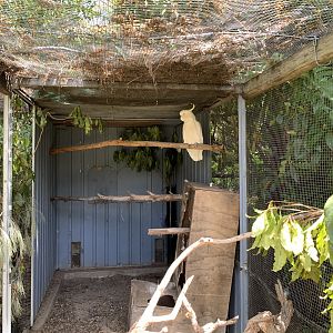 Sulphur-crested Cockatoo (Potoroo Palace)