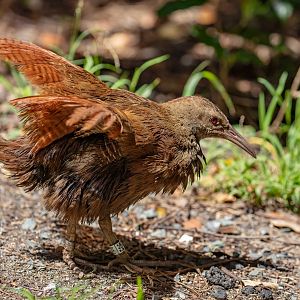 Lord Howe Island Woodhen sunning itself