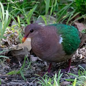 Emerald Dove