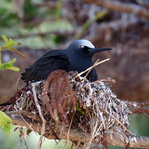 Black Noddy