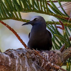 Black Noddy