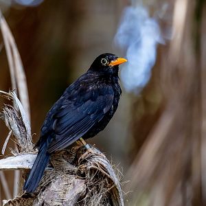 European (Common) Blackbird