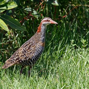 Buff-banded Rail