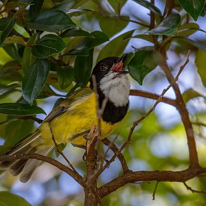 Lord Howe Island Golden Whistler