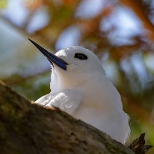 Blue-billed (White) Tern