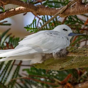 Blue-billed (White) Tern with chicks
