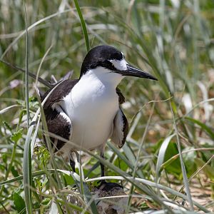 Sooty Tern