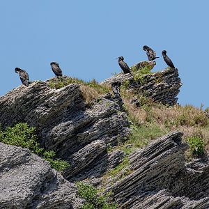 Little Black Cormorants