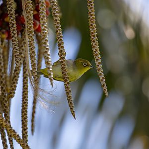 Lord Howe Island Silvereye