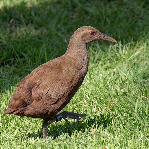 Lord Howe Island Woodhen