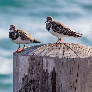 Ruddy Turnstones