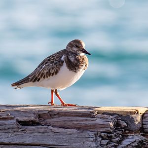Ruddy Turnstone