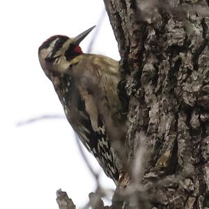 Yellow-Bellied Sapsucker (Sphyrapicus varius)