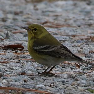 Pine Warbler (Setophaga pinus)