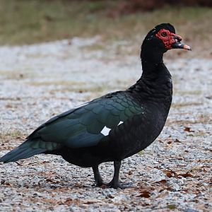 Feral Muscovy Duck (Cairina moschata “domestica”)