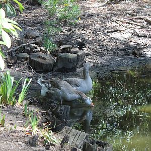 Domestic Goose (Potoroo Palace)