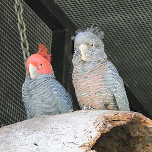 Gang-gang Cockatoo (Potoroo Palace)