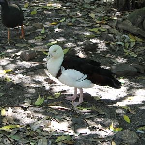 Radjah Shelduck (Potoroo Palace)