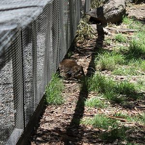 Long-nosed Potoroo (Potoroo Palace)