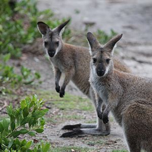 Red-necked Wallaby