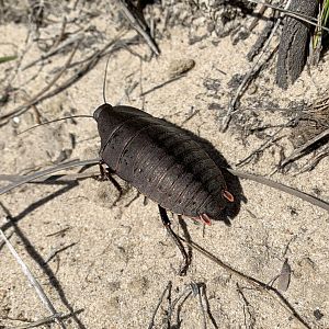 Pink-tailed Heath Cockroach
